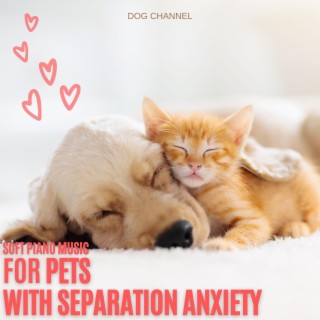Soft Piano Music for Pets with Seperation Anxiety