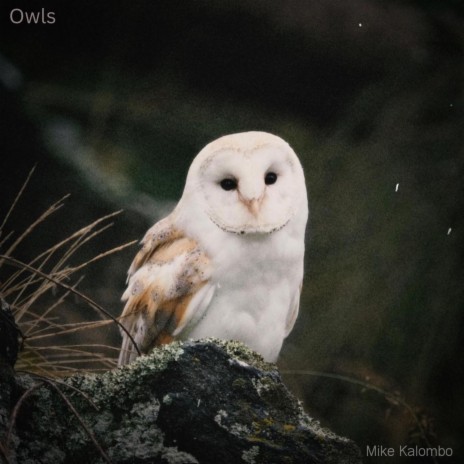 Owls | Boomplay Music