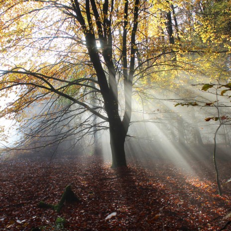 Mystical Autumn (Original Motion Picture Soundtrack) | Boomplay Music