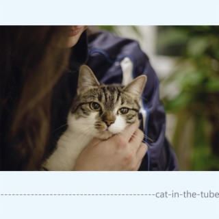 cat in the tube