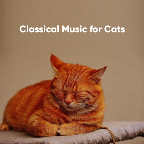 Canon in D Major, P. 37: Pachelbel’s Canon (Two Pianos Version) ft. Johann Pachelbel | Boomplay Music