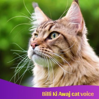 Billi Ki Awaj cat voice