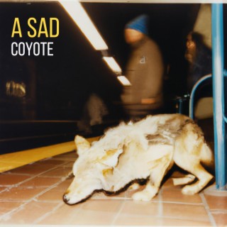 A Sad Coyote