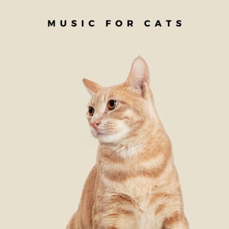 The Best Music For Anxious Cats | Boomplay Music