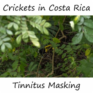 Crickets in Costa Rica for Tinnitus Masking