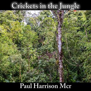 Crickets in the Jungle