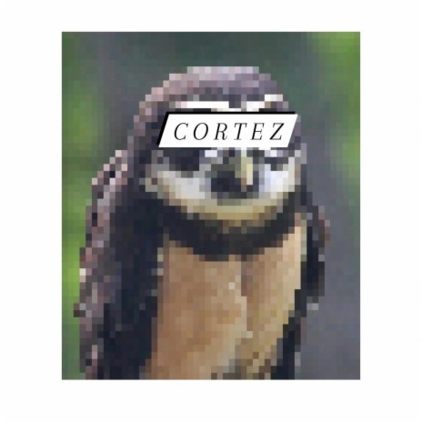 cortez (the owl)