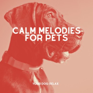 Calm Melodies for Pets: Comforting Music for When They're Alone at Home