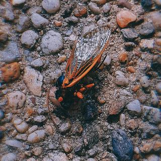 Cicadas