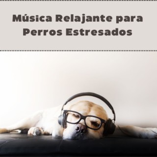 Música Relajante para Perros Estresados: Dulces Sonidos para Calmar y Sanar el Alma de Tus Perritos