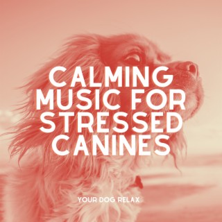 Calming Music for Stressed Canines: Music Therapies for Pets, Treatment for Dog's Ears