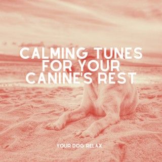Calming Tunes for Your Canine's Rest: Dog-Friendly Relaxation Music for Better Sleep
