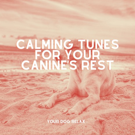 Calming Music for Dogs | Boomplay Music