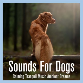 Sounds For Dogs: Calming Tranquil Music Ambient Dreams