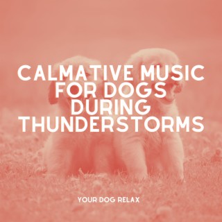 Calmative Music for Dogs During Thunderstorms: Gentle Tunes to Alleviate Stress and Foster Nerve Rehabilitation