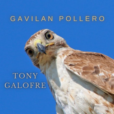 Gavilan Pollero | Boomplay Music