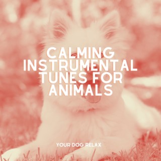 Calming Instrumental Tunes for Animals: Gentle Healing Music to Comfort Your Dog