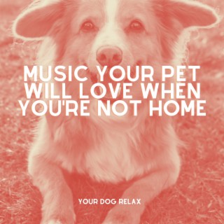 Music Your Pet Will Love When You're Not Home