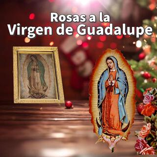 Rosas a la Virgen de Guadalupe