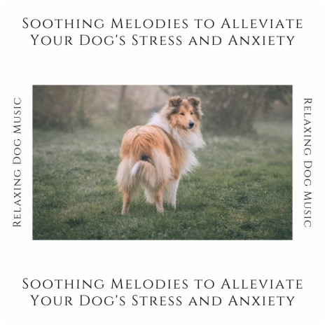 Dog Calming | Boomplay Music