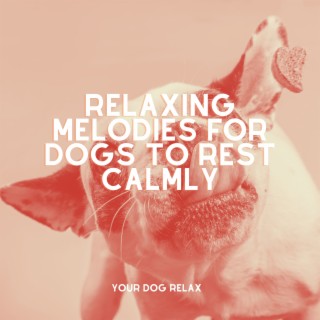 Relaxing Melodies for Dogs to Rest Calmly
