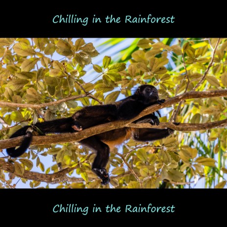 Chilling in the Rainforest, Pt. 2 | Boomplay Music