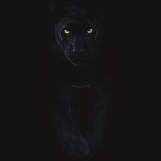 Black Panther