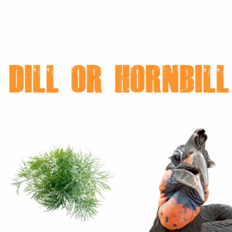 Dill or Hornbill