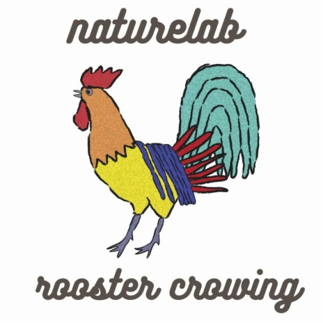 Roosters Crowing