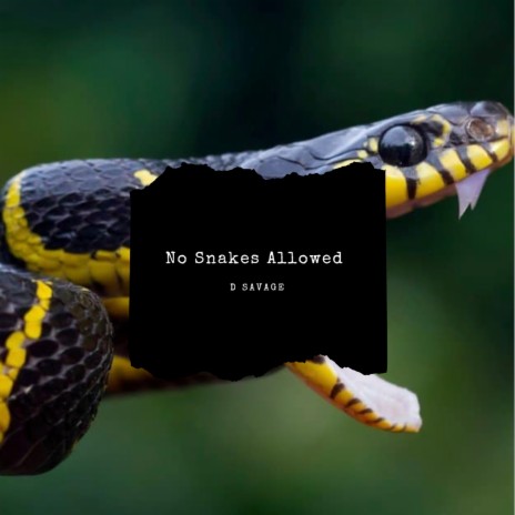 No Snakes Allowed | Boomplay Music