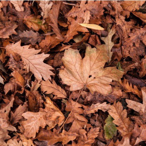 Rustling Leaves | Boomplay Music