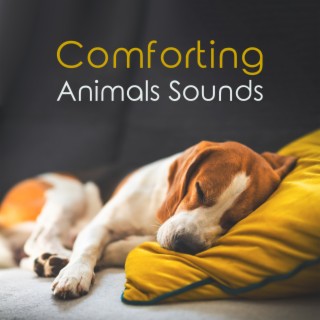 Comforting Animals Sounds