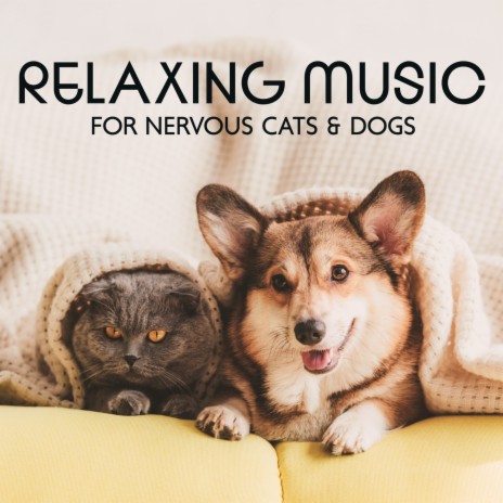Pet Care Therapy | Boomplay Music
