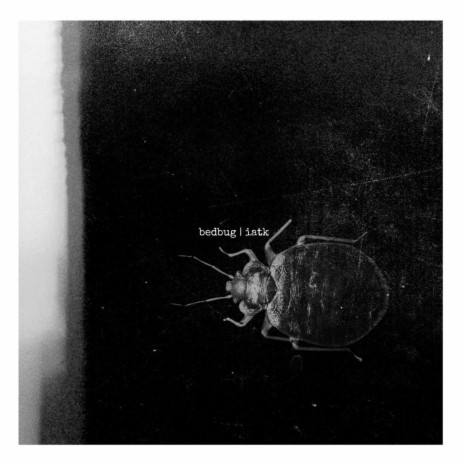 Bedbug | Boomplay Music