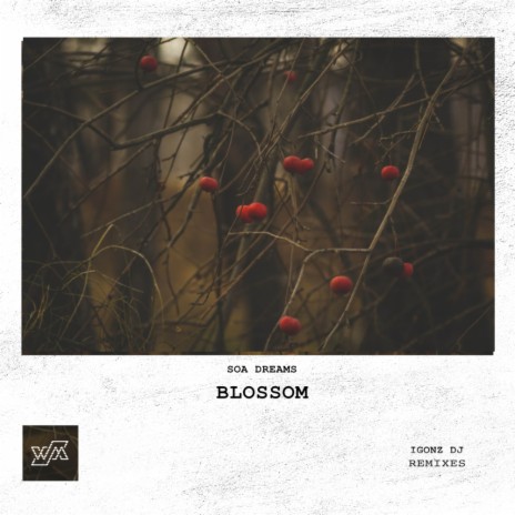 Blossom (Original Mix)