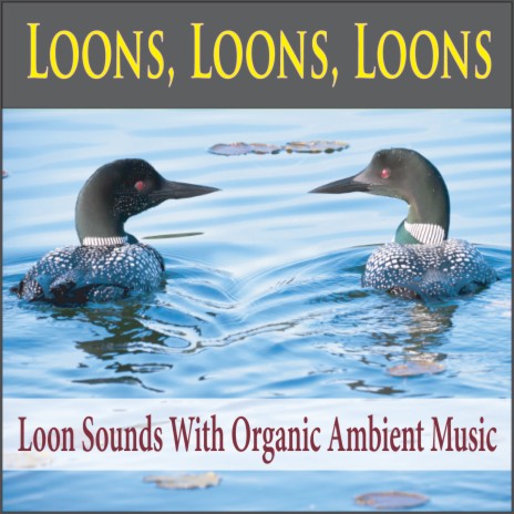 Foggy Morning Mist (With Sounds of Loons) | Boomplay Music