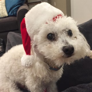 Dog Santa!