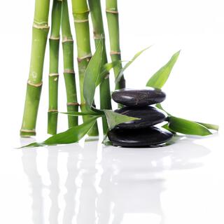 Serene Bamboo Haven: Zazen Meditation for Inner Peace and Clarity