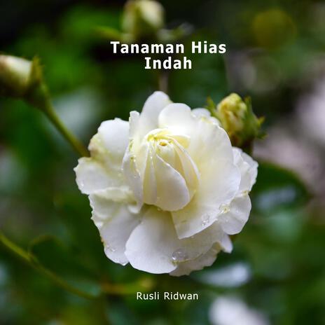 Tanaman Hias Indah | Boomplay Music