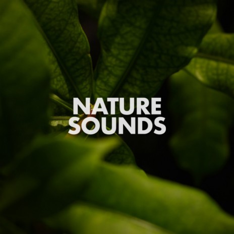 Big Waterfall (Original Mix) ft. Nature Recordings