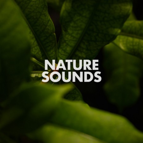 Rainforest (Original Mix) ft. Nature Recordings