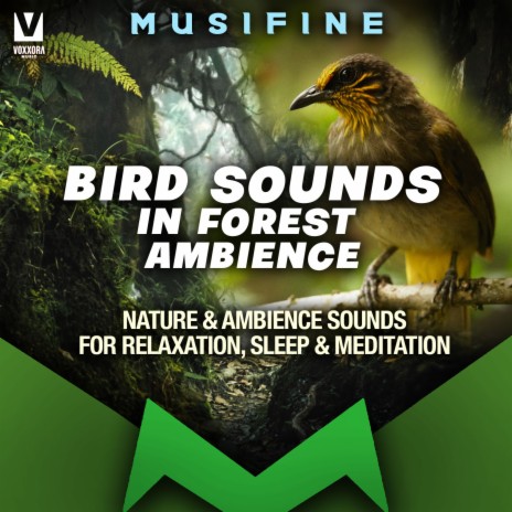 Bird Sounds in Forest Ambience (Nature & Ambience Sounds for Relaxation, Sleep & Meditation) | Boomplay Music