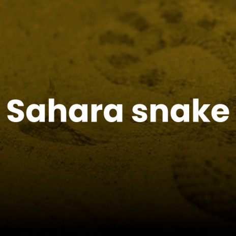 Sahara Snake | Boomplay Music