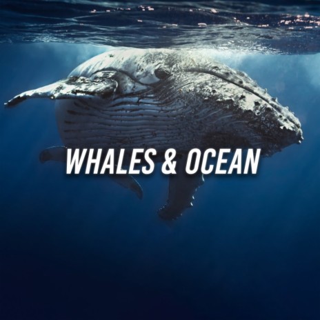 Whale Cry Recordings | Boomplay Music