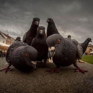 Funky Pigeons