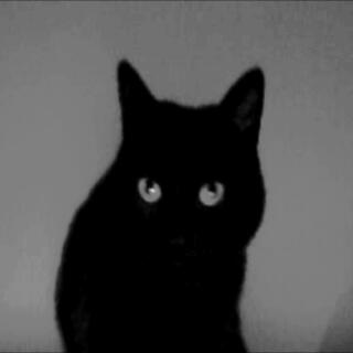 Black Cat