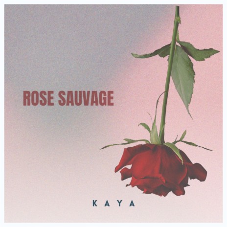 Rose sauvage