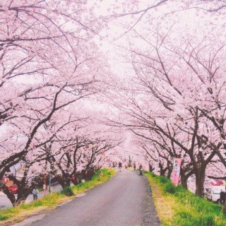 Cherry Blossom