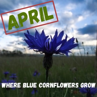 Where Blue Cornflowers Grow