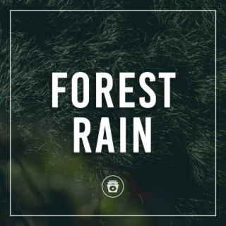 Forest Rain